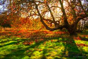 Oak in Andrew Molera-0103